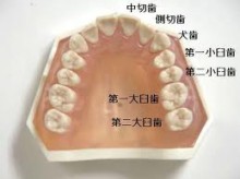 歯の健康と内臓と関わりについて