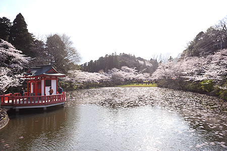 茂原の桜情報2