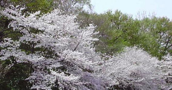 2016年　茂原の桜開花予想！