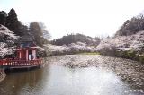 茂原の桜情報2
