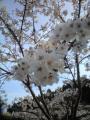 茂原公園　桜開花予想