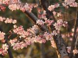 2015年　茂原市内の桜最前線